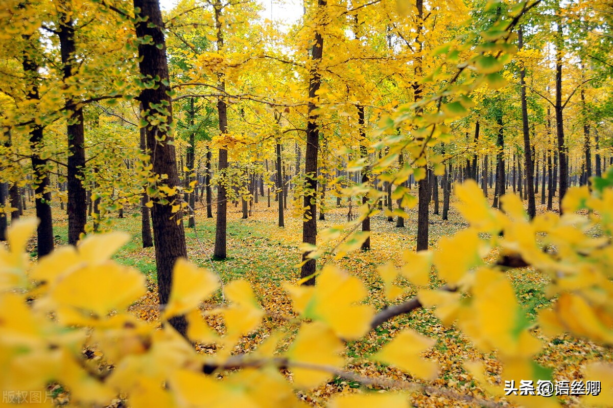 随笔一缕阳光,心中的一缕阳光随笔