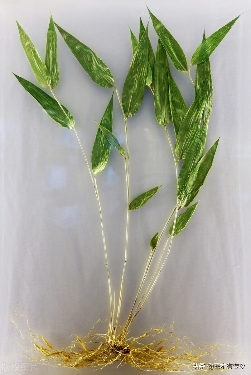 每天学习一味中药玉竹,每天学习一味中药