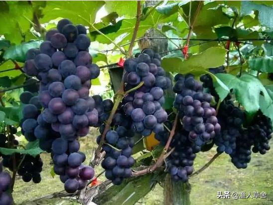 葡萄精细化管理,葡萄产业发展的问题及对策