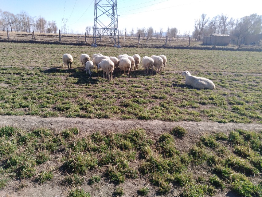 羊得了羊绦虫能吃吗,羊得了绦虫还能放牧吗