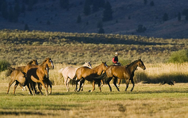 呼伦贝尔骑马体验,骑马什么体验