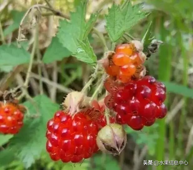 国内好吃的热带水果有哪些,小众水果推荐