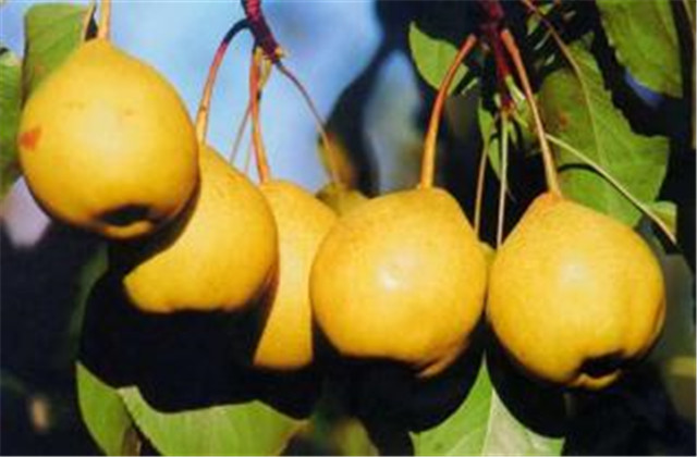 梨树病虫害防治有哪些方法,梨树的病虫防治方法有哪些