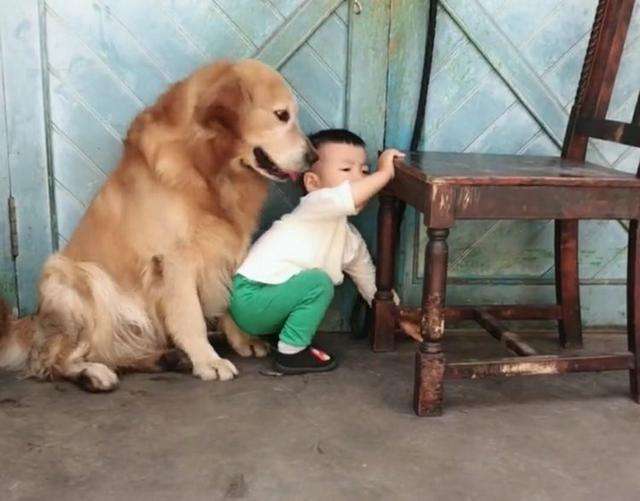 小金毛被主人教训视频,小主人被教训狗狗害怕的发抖