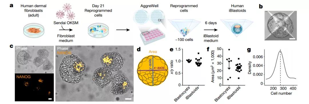 为何不孕流产?人类囊胚模型或许能解答