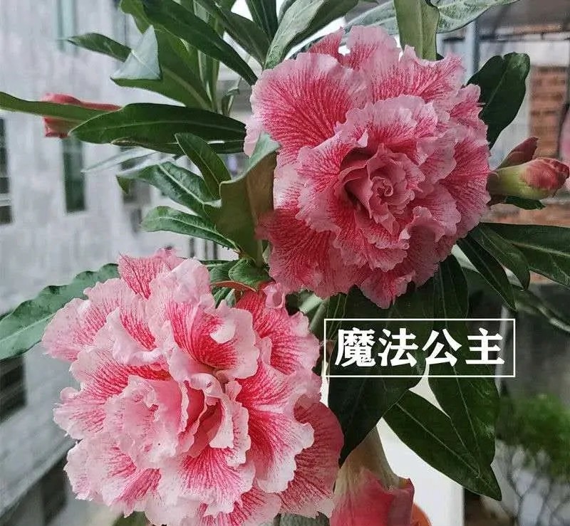 84个沙漠玫瑰品种，收起来慢慢看，待到来年春天选几种喜欢的养