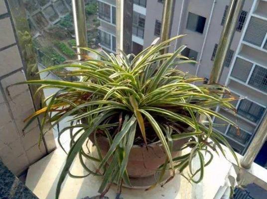 被晒伤了怎么紧急修复,被晒伤的植物如何处理