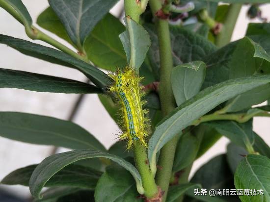 蓝莓常见虫害,蓝莓虫害及防治措施怎么写