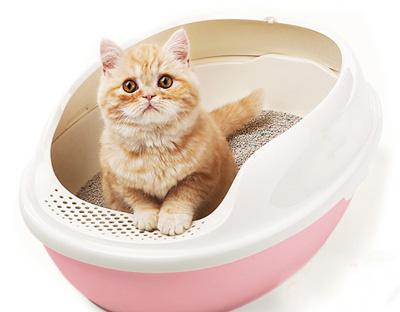 绝育猫为什么会一直往外跑,猫猫绝育会影响排泄吗