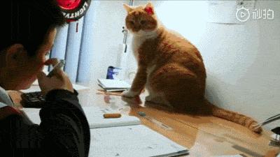 你根本不知道，养只猫有多幸福！