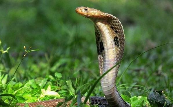 吃蛇到底对人有什么危害,吃蛇好不好