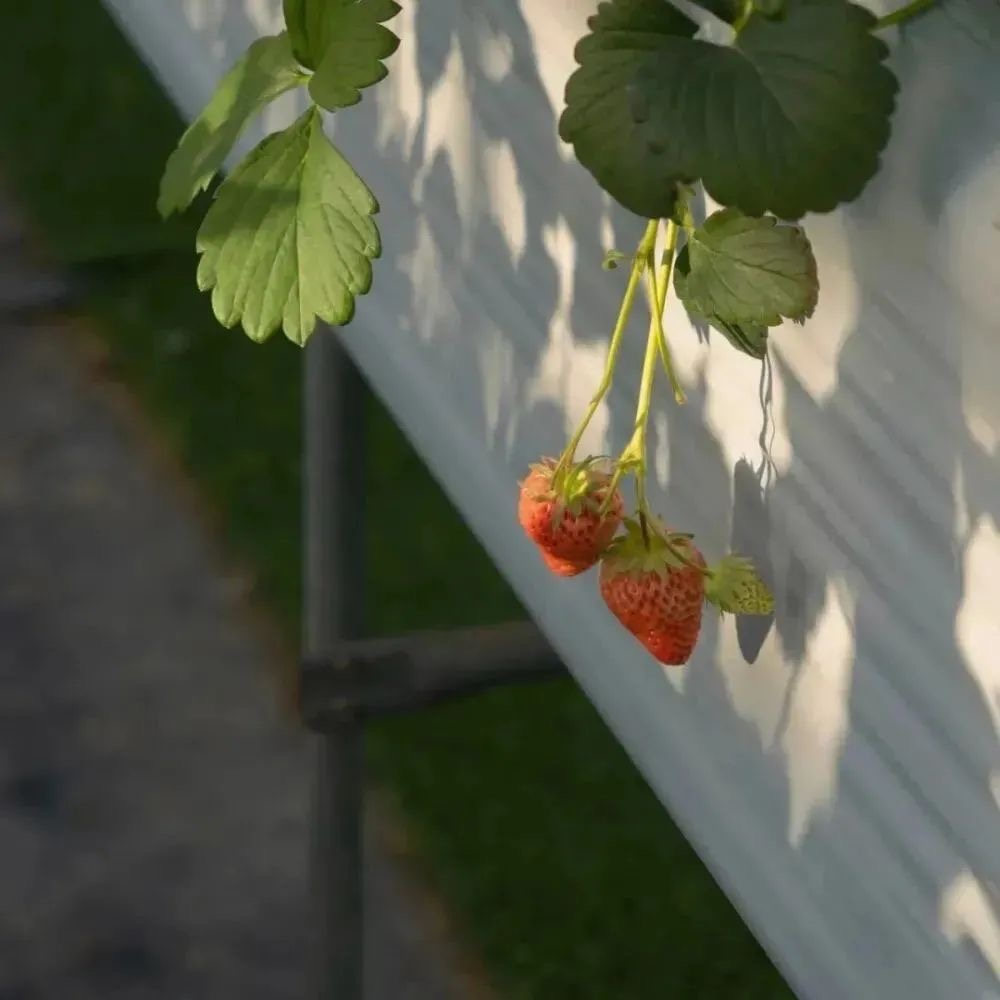 经验分享型主播背景图,今日份背景图分享