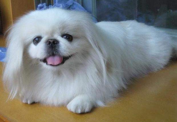 狗狗半夜不睡觉一直哼叫怎么回事,狗狗为什么一到晚上老是叫个不停