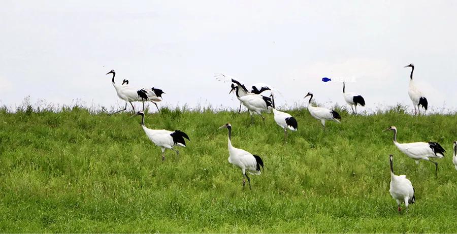 丹顶鹤撕纸,撕纸画作品优雅的丹顶鹤