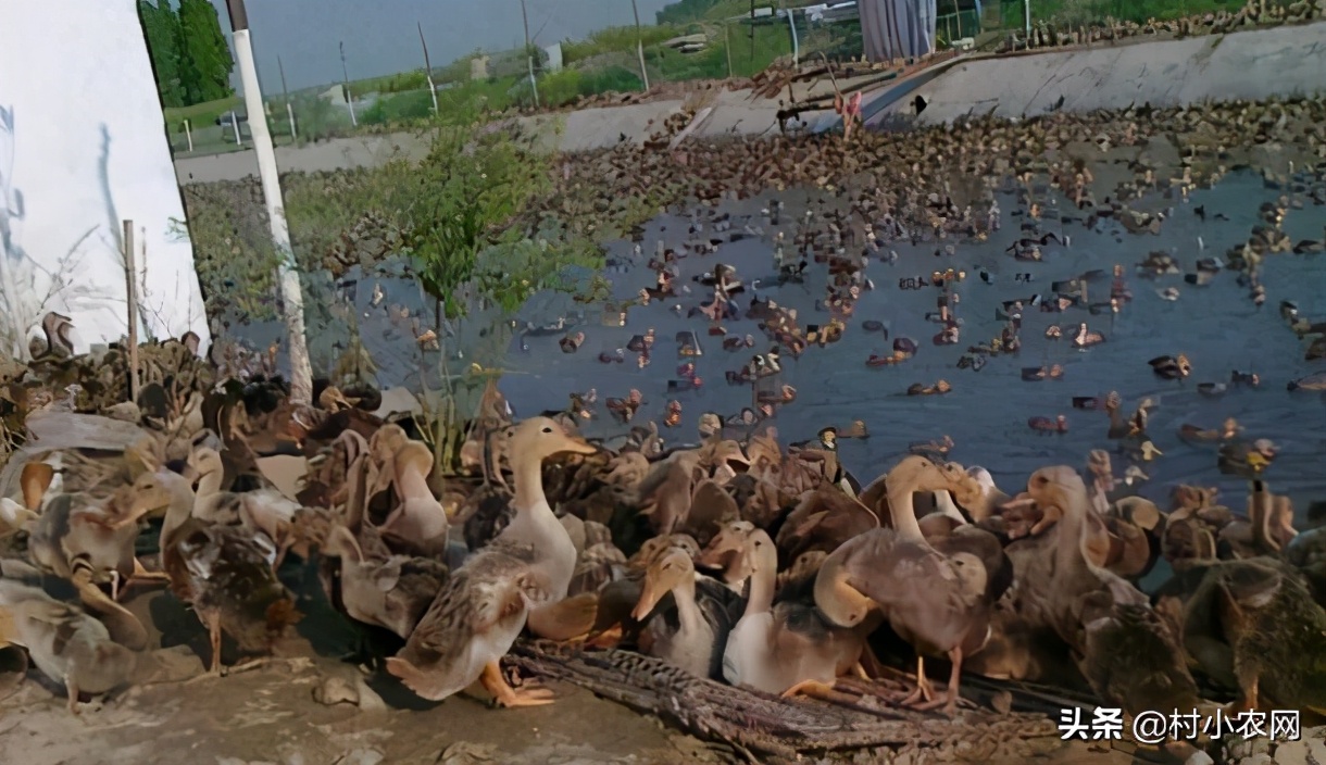 农村创业100万养殖什么最赚钱,农村致富创业养殖好项目养羊