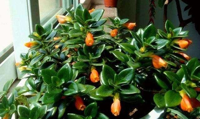 养吊兰的所有问题,吊兰为什么养一段就不茂盛了