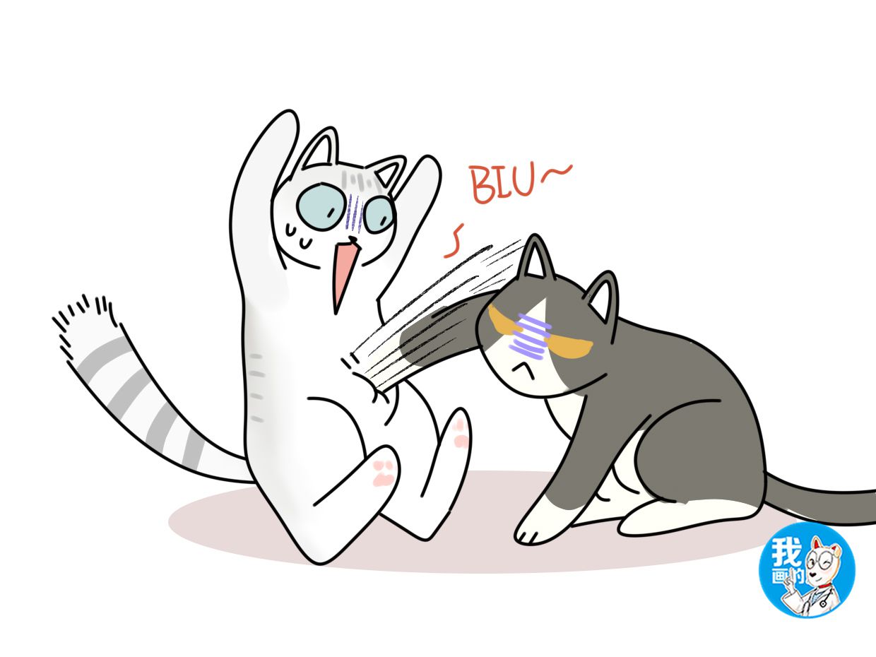 辟谣:猫咪肚子下有块赘肉是胖的吗?所见的胖或许不是胖