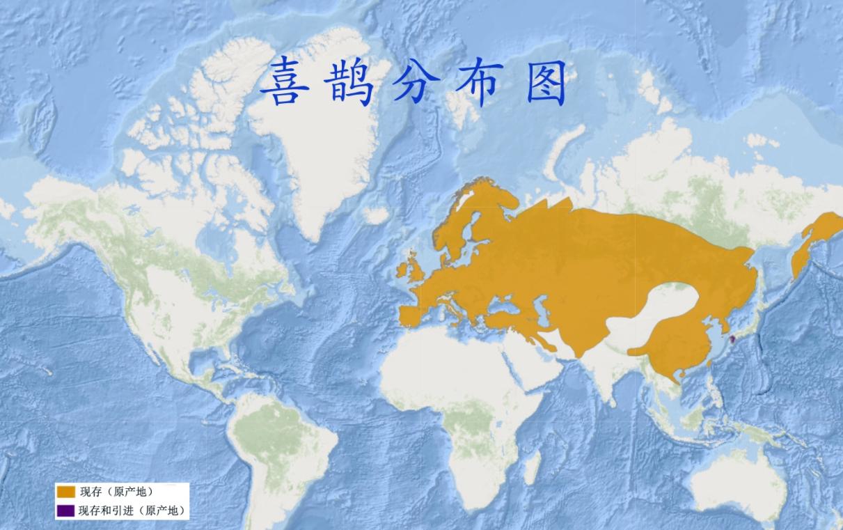 象征着“喜事”的喜鹊，为什么从不飞去日本？专家：喜鹊从不迁徙