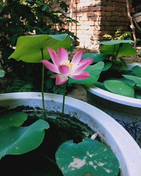 碗莲睡莲水浑浊怎么办,养睡莲和碗莲的水总是很浑浊