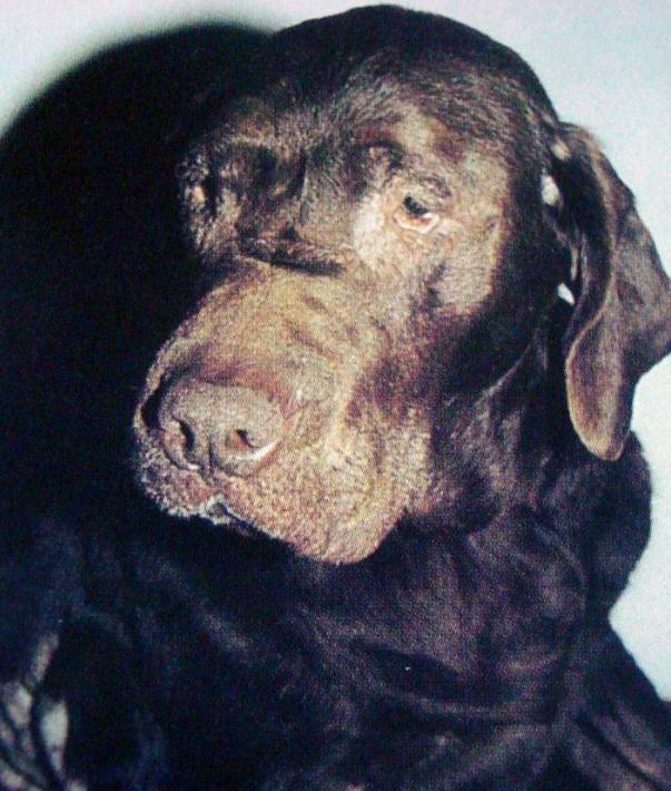 小狗得甲亢,小狗甲状腺机能低下