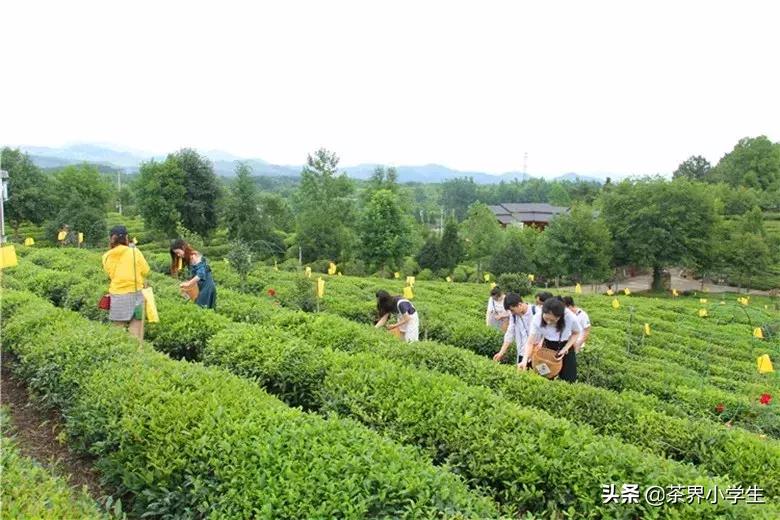 谢裕大被收购,谢裕大最新消息