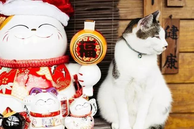 撸猫人士必去的旅游景点,探访猴硐猫村