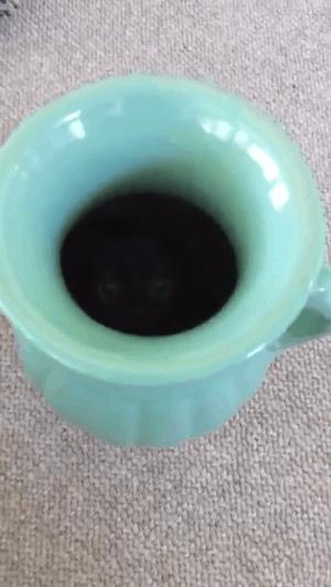 奇怪的知识增加了！猫咪简直就是液体做的