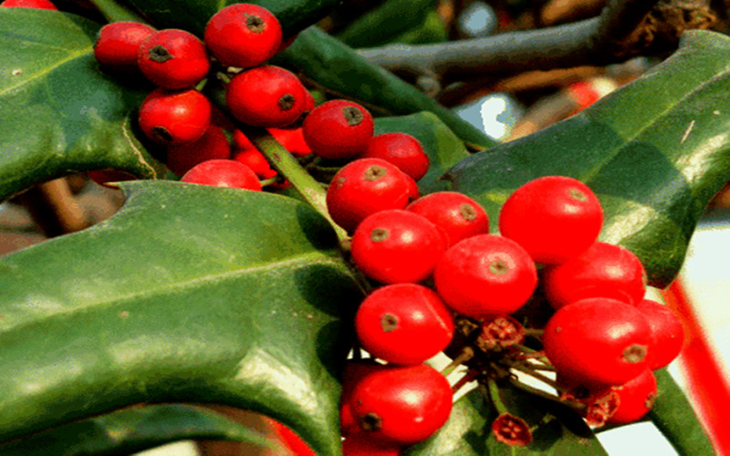 什么植物和冬青一块栽种,北美冬青种植方法和注意事项
