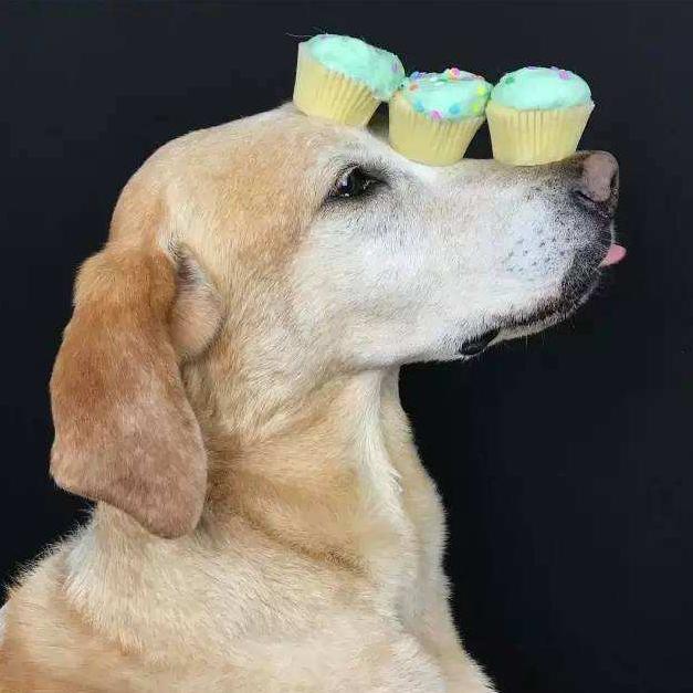 拉布拉多的技能训练,拉布拉多高智商