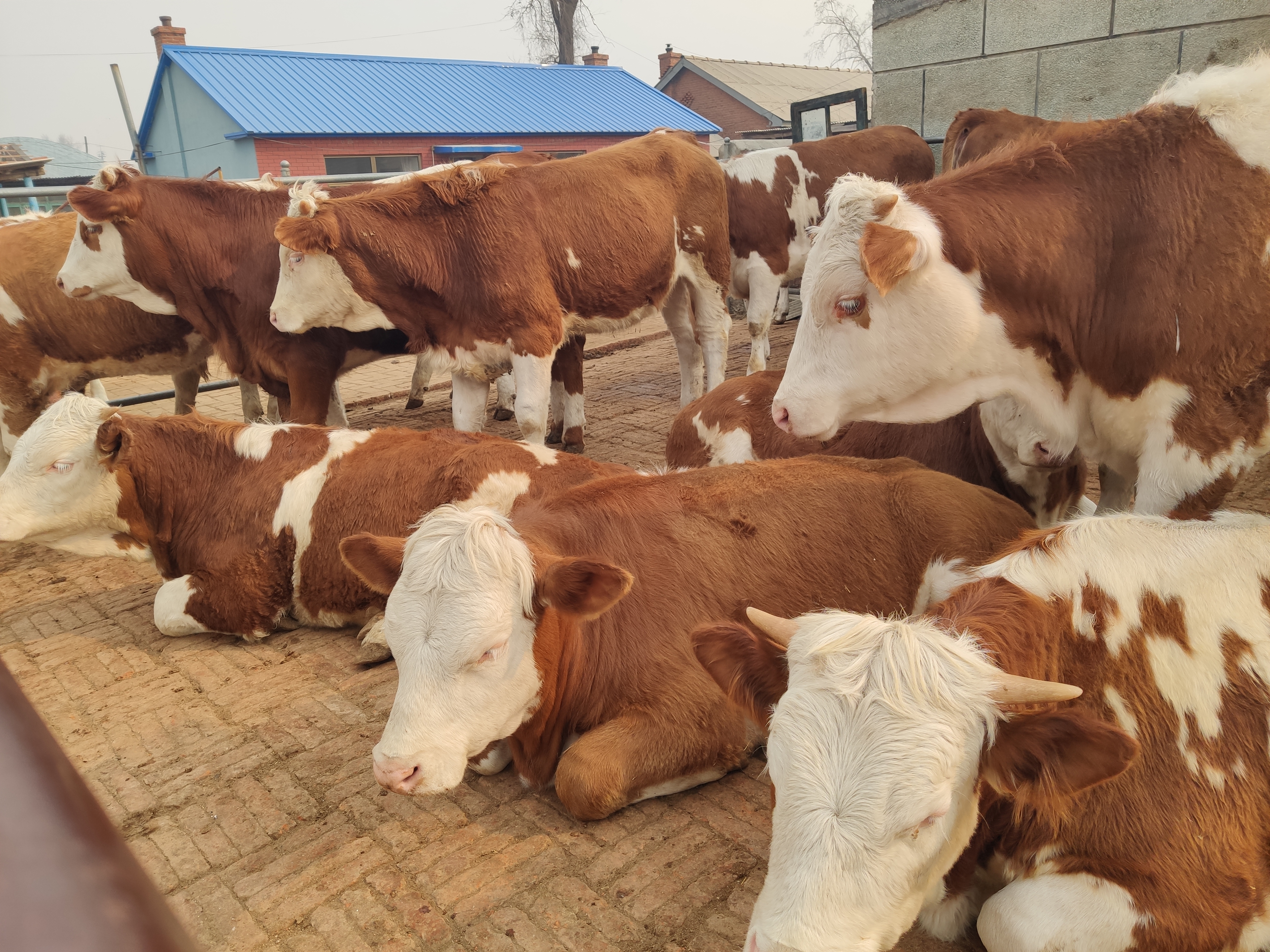 怀孕母牛病了怎么办,母牛在怀孕期间要注意哪些问题