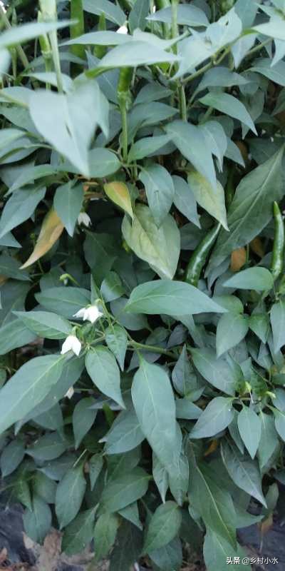 辣椒叶子变黄的防治方法,辣椒叶片发黄方法教程