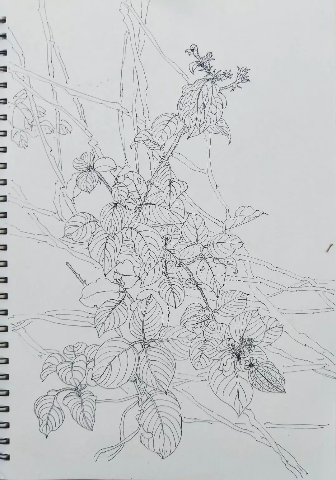 袁金奎老师国画作品欣赏,袁金奎写意花鸟画作品