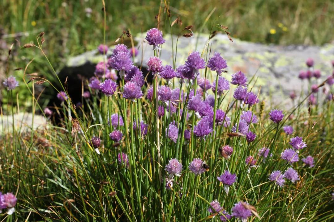 观花草本植物推荐,最具观赏性的观叶植物
