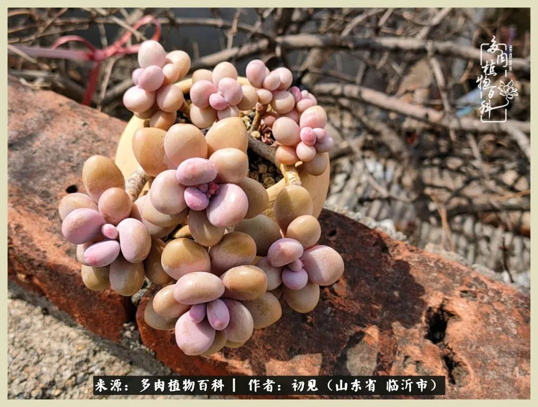 和多肉植物相伴,和多肉相处的心情