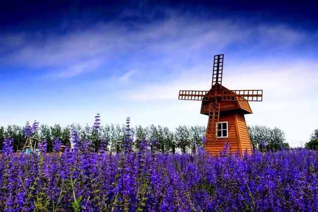 打卡北京紫谷伊甸园虞美人花海,通州看花的景点推荐免费