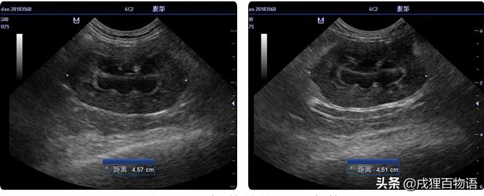 养猫人不能种什么花,养猫人不能干的事情