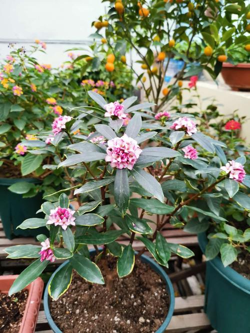 十月养什么盆栽最好,十月养这6种花建议穷养