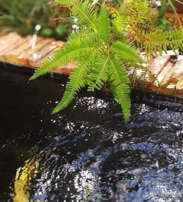 经历2次整池团灭，没关系！接着买从头再来！