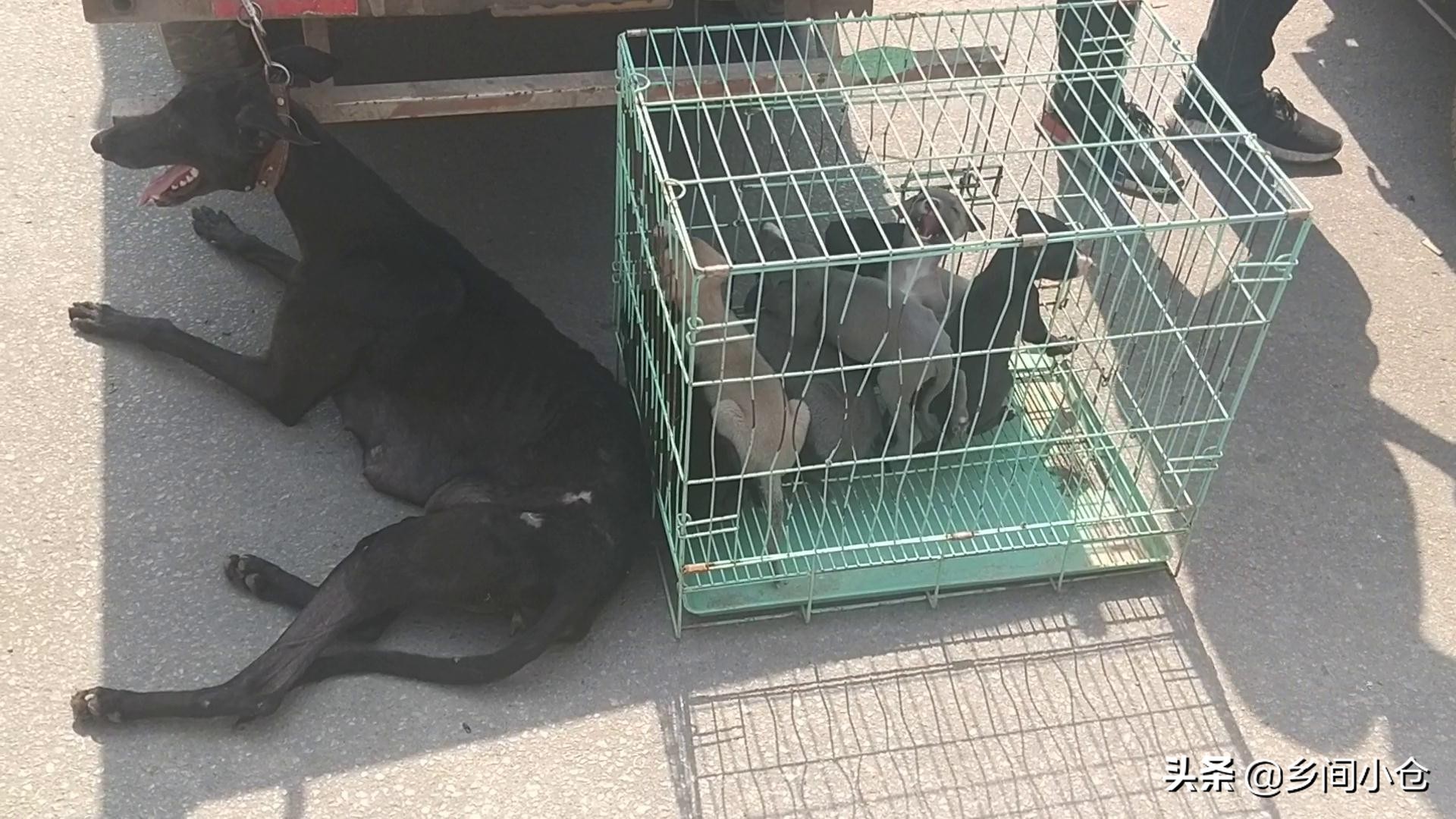 豫东最大狗市在哪里 (豫东南最大的狗市在哪里)