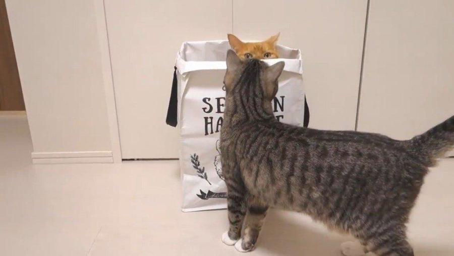 上一秒安静睡觉，下一秒疯狂跑酷，我家猫是不是脑子不正常？