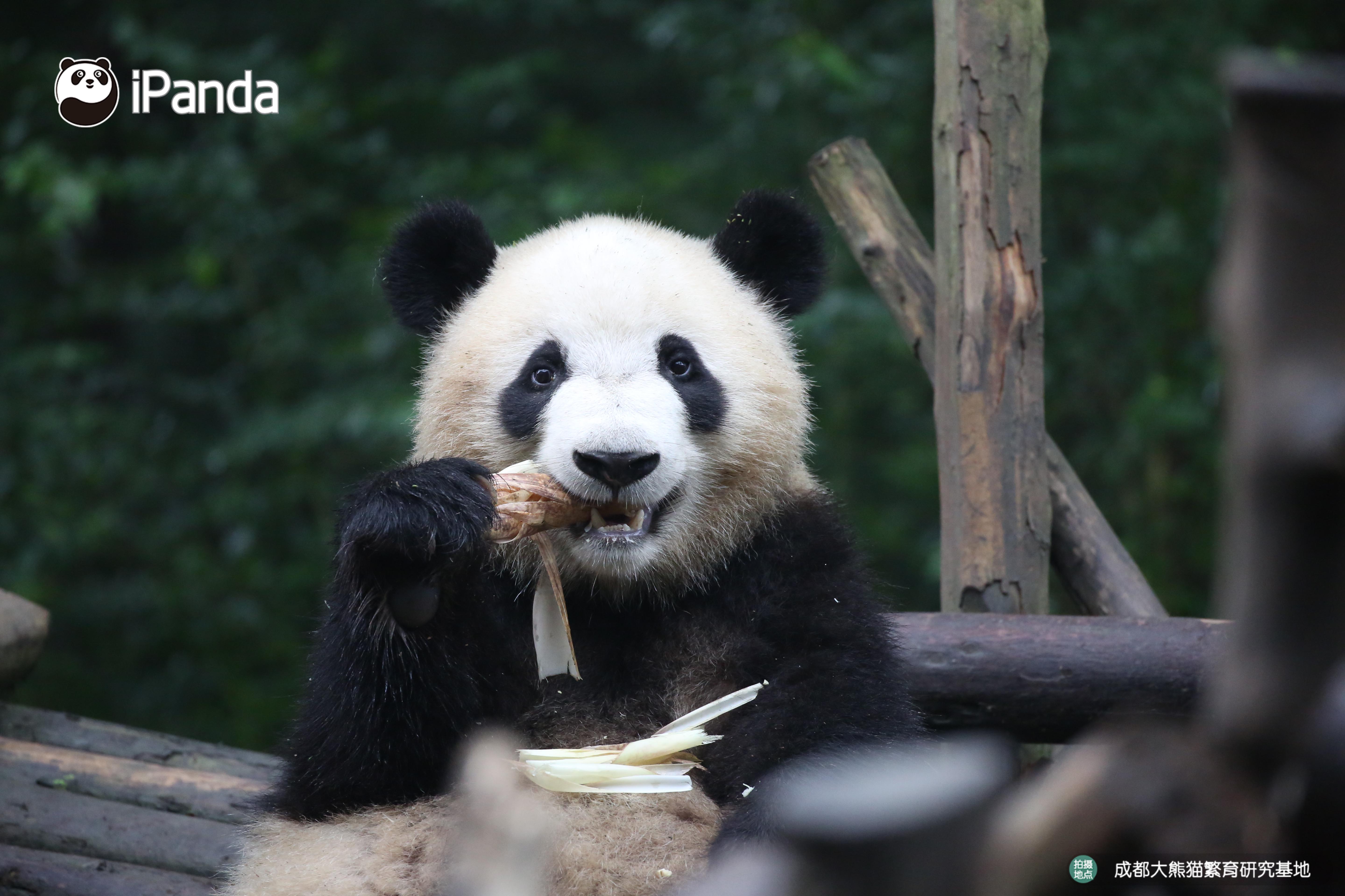 get认猫八招,轻松变大神!好看的熊脸千篇一律,认猫难到哭泣?