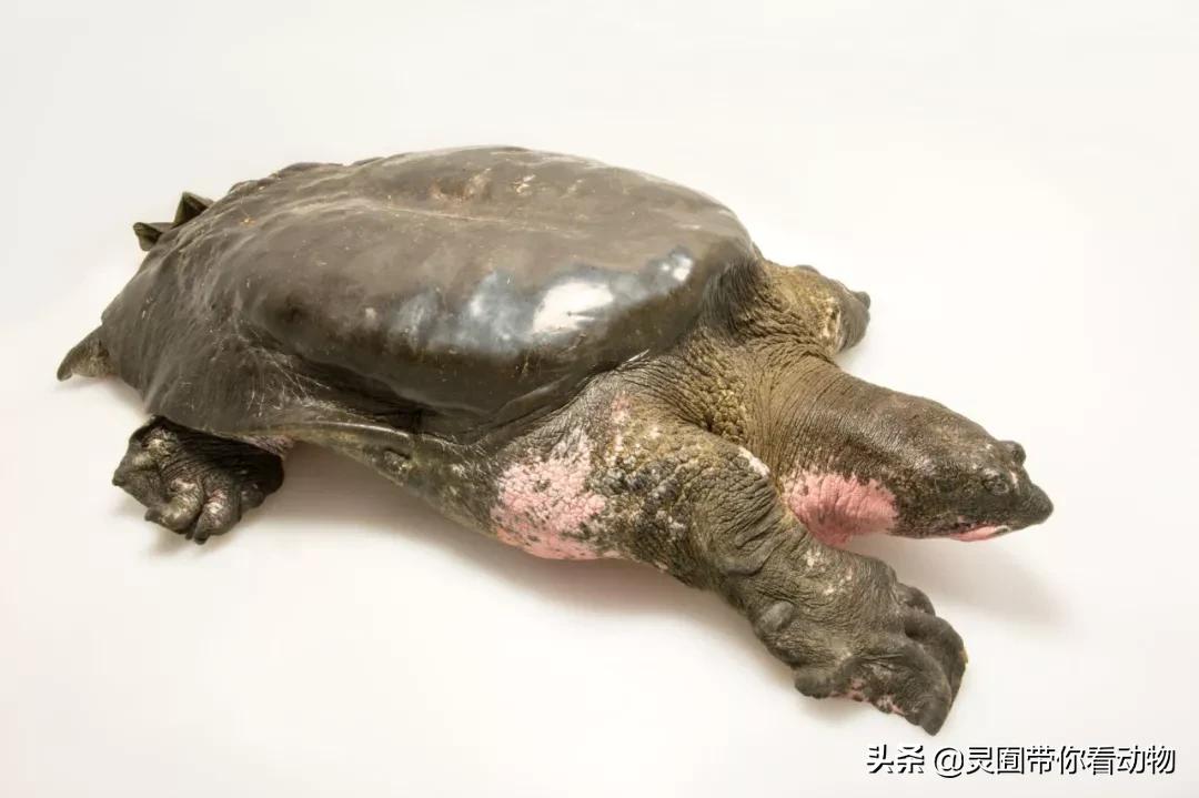 斑鳖即将灭绝人工克隆,全球仅剩3只斑鳖
