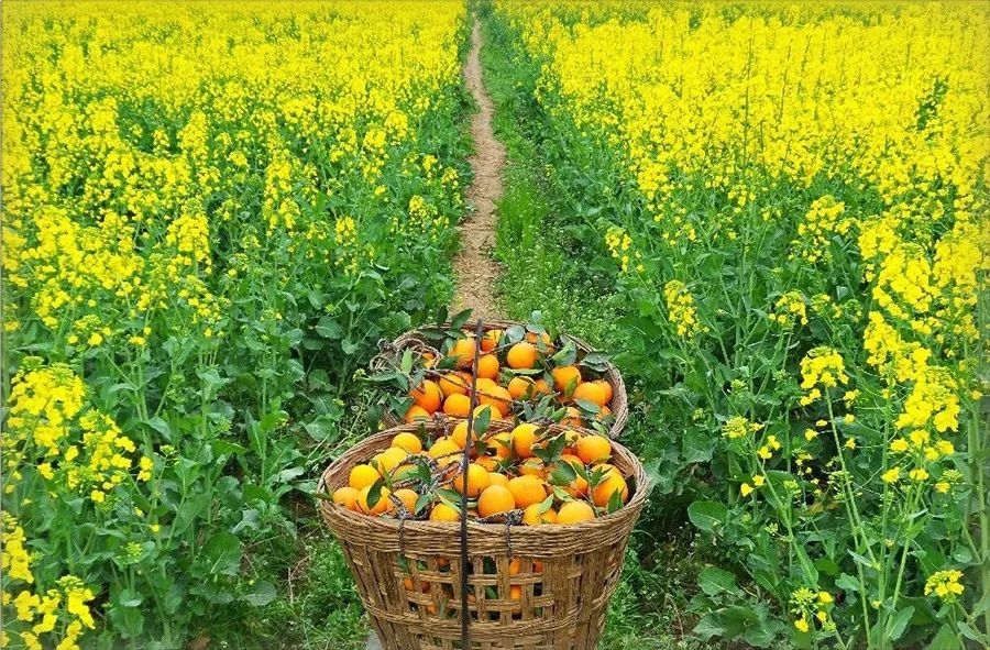 半个月后成都即将美翻全国，17处美景玩转整个春天！