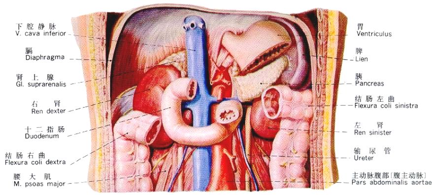 泌尿系统解剖图谱大全,2022泌尿系统的解剖生理讲解课程