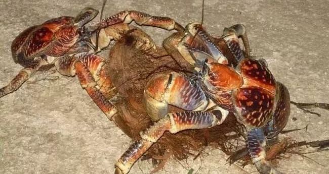 鲁滨逊漂流记荒岛生存指南,鲁滨逊漂流记惊险刺激及求生方法