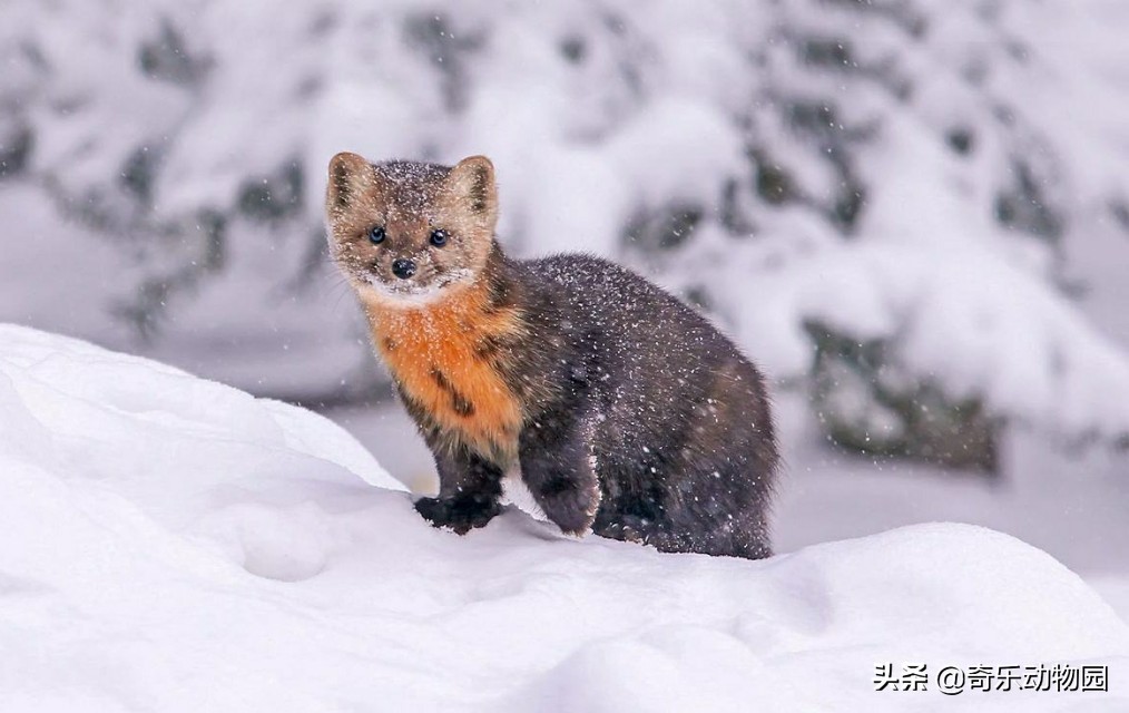 脾气暴躁却是“爱子狂魔”，且看东北三省的这种美丽生灵！