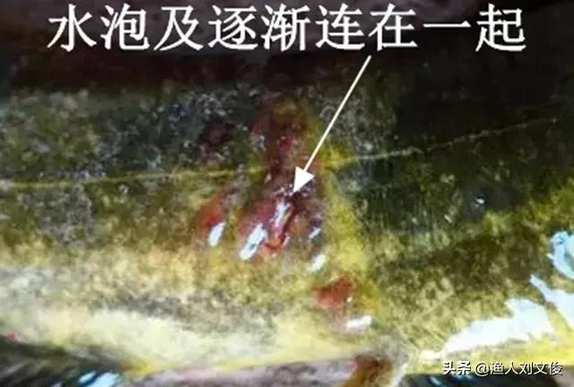 黄颡鱼烂鳃是怎么回事,黄颡鱼腐皮烂身