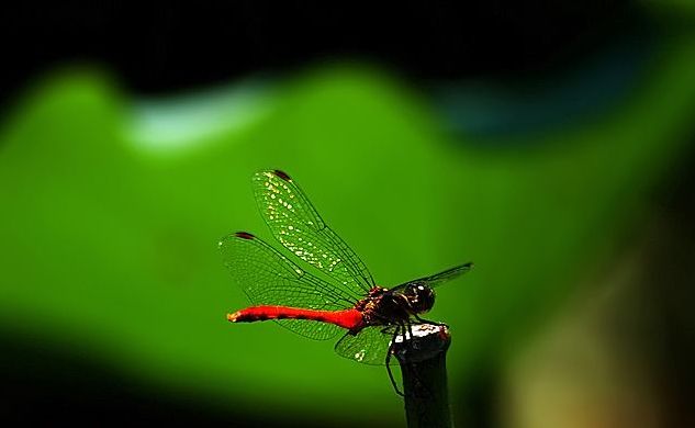 美丽的蜻蜓诗句,描写蜻蜓的诗句古诗大全