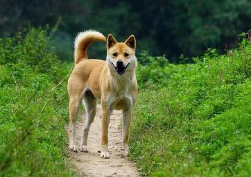 被狗咬到的人如何养狗,养狗专家告诉如何解救被狗咬