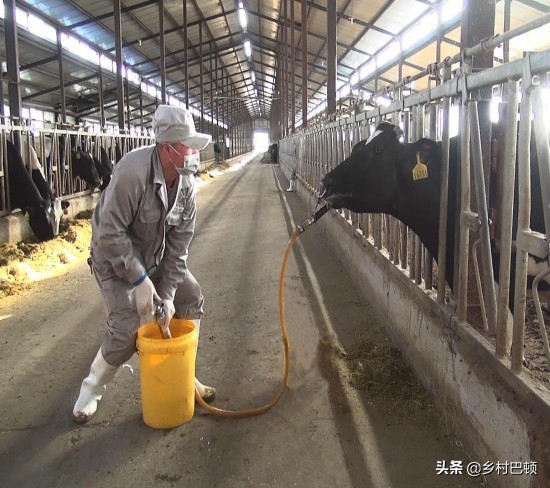 怎样预防牛胀气呢,牛胀气的防治